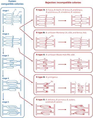Phylogenomics and systematics of botryllid ascidians, and implications for the evolution of allorecognition